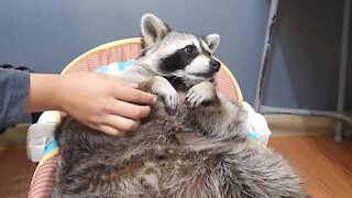 Pet raccoon refuses to hold owner's hand