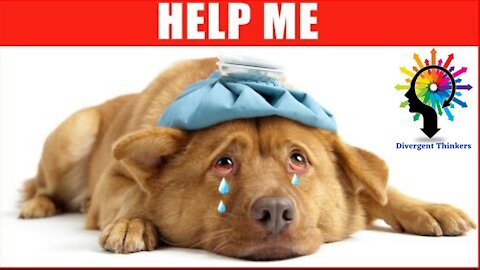 16 Ways Your Dog May Be Asking For Help