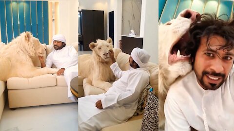 King Sheikh Nawab With White Tiger 🐅 White Lion
