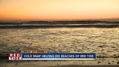 Cold snaps play small role in combating red tide, scientists say