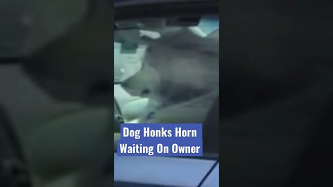 Impatient Dog Honks At Owner While Waiting In ￼Car #shorts #dog #funnyshorts @The Day After