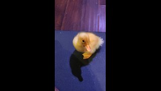 Will this 5 day old duck follow?