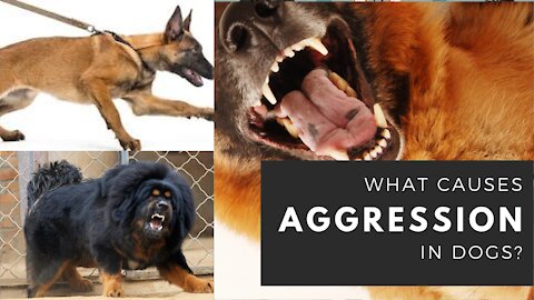 How To Make Dog Become Fully Aggressive With Few Simple guide