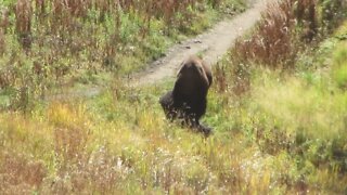 Buffalo grazing near Petrified Tree in Yellowstone