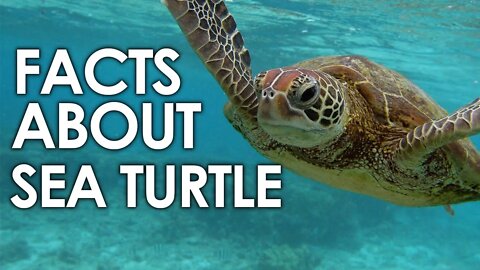 AMAZING FACTS ABOUT SEA TURTLE | LIFE OF TURTLE | ANIMAL | NATURE