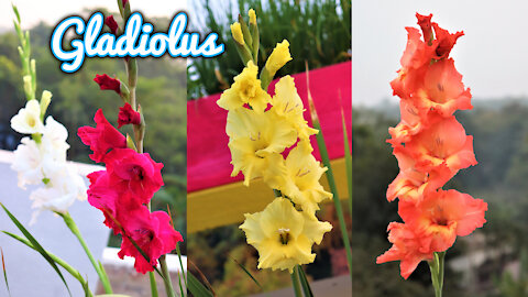 Beautiful Gladiolus flower Plants