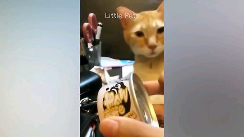 Funny cat moments😹😹