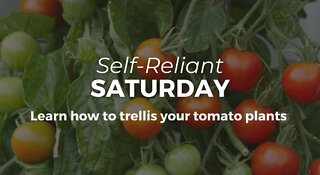 Learn how to build your own tomato trellis for your garden