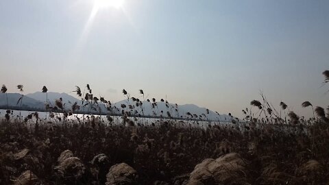 Deeply explore the reed forest.