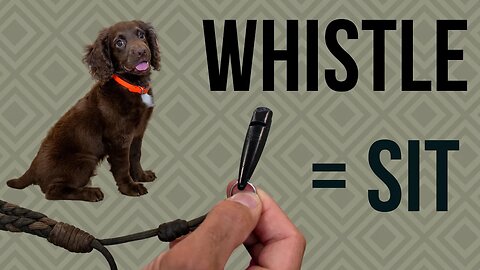 How To Teach A Flusher Whistle Sit