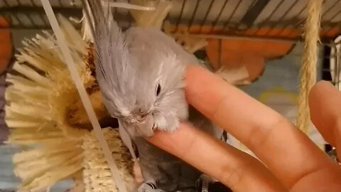 Cockatiel Cute and Happy Moments: A Delightful Cockatiels Craze 🦜😊