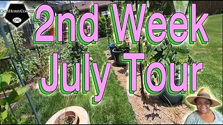 #2nd #week #july #vegetables #garden #tour - #catshobbycorner