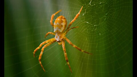 SPIDER | Animals For Kids