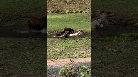 Brumbies prepare to bathe Part I Splish Splash splish splash