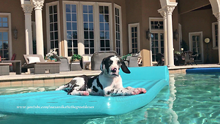 9-week-old Great Dane puppy loves his pool floatie