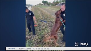 Police help save dogs life in Port St. Lucie