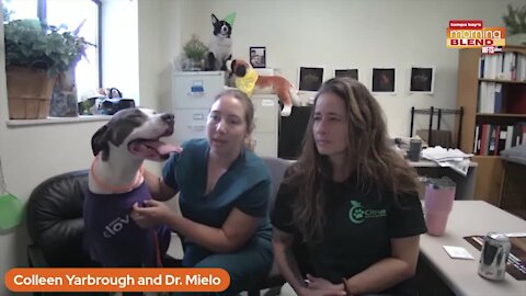 Petco Love Lost Program | Morning Blend