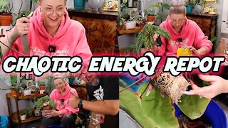 Chaotic Energy Repot | Repotting Anthuriums, Begonias and Philodendrons