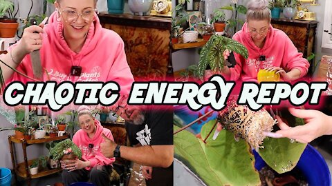 Chaotic Energy Repot | Repotting Anthuriums, Begonias and Philodendrons