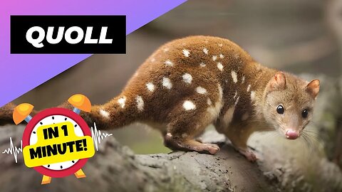 Quoll - In 1 Minute! 🦫 One Of The Cutest And Exotic Animals In The World | 1 Minute Animals