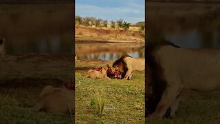 Lions Eat A Buffalo #shorts