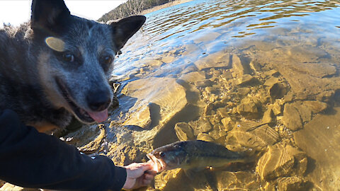 My Dog The Fish Finder