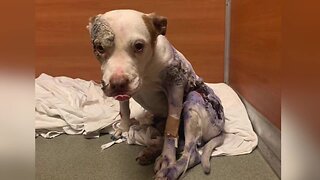 Preview: Severely abused dog recovering in Southwest Florida as rescue seeks justice