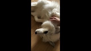Excited fox makes adorable sounds when pet