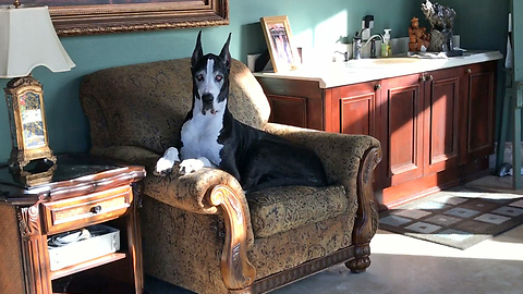 Pretty Great Dane Can't Decide What Chair She Wants