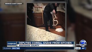Deputies corral snake from kitchen in Arapahoe County