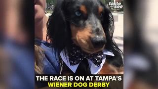 Wiener dogs mustard the strength for the 2018 Wiener Dog Derby | Taste and See Tampa Bay