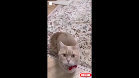 Funniest_Videos_2022_😂_Funny_Cats_🐱_#cute_#cat_#