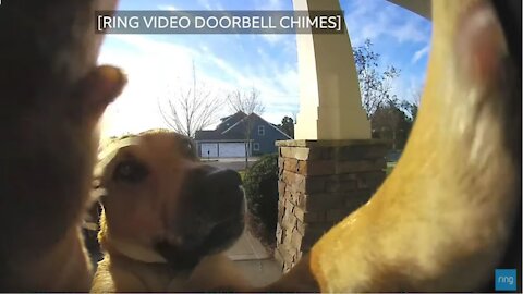 Watch How This Dog Uses a Ring Video Doorbell to Get Back In The House