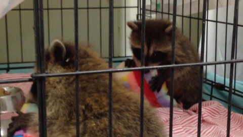 Tiny baby raccoons cuddle their stuffed animals