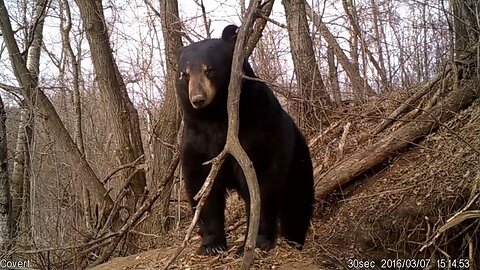 AMAZING video of Black Bear Emerging from Den