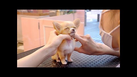 Small puppy's first grooming (Chihuahua Grooming)