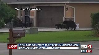 Bears cause stir in North Naples neighborhood