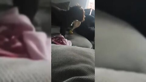 Playful Dog Slaps Owner With Chicken Toy In His face