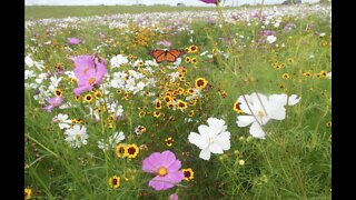 Pollination paradises along our highways save butterflies, money