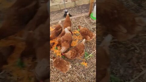 Chooks Feeding Time Frenzy