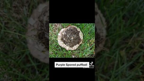 Purple Spored puffball