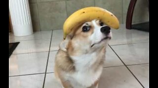 Corgi balances banana on his head