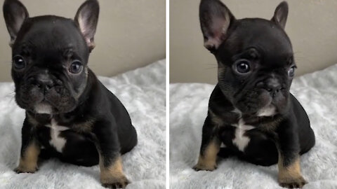 Cutest funny Black French Bulldog puppy