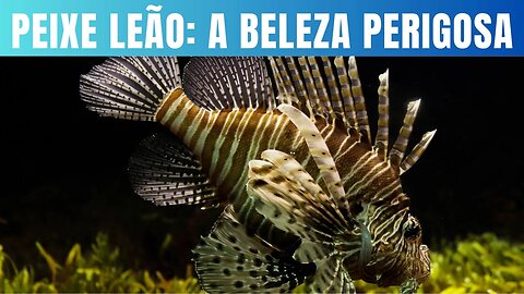 Peixe leão a beleza perigosa e invasora dos mares.