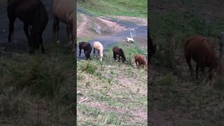 Horses move as a tight group while grazing