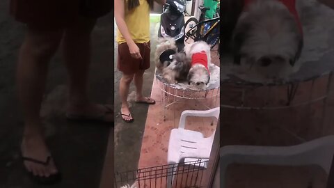 The Lazy Shih Tzu wants to Play