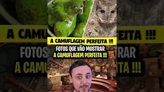 FOTOS QUE VÃO MOSTRAR A CAMUFLAGEM PERFEITA