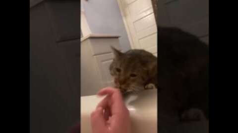 Cat Drags Owners Finger To Stop Her From "Drowning"