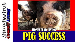 Idaho Pasture Pig Homestead Success