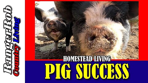 Idaho Pasture Pig Homestead Success
